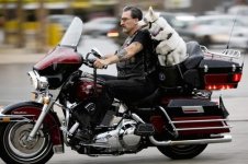 dog_on_motorcycle.jpg