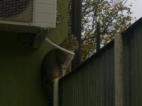 котэ.jpg