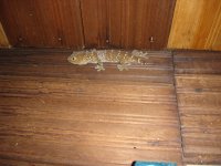 DSC00124.JPG