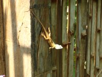 DSC00229.JPG