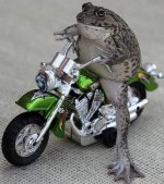 image.jpg
