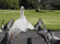 5118209.gif