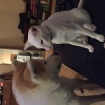 image.jpeg