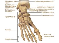 anatomicheskiy-atlas-kosti-i-ih-soedineniya-37423-large.jpg