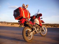 Dog-Days-2.jpg