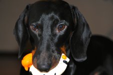 DSC_0116.jpg