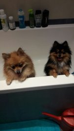 IMG-20170309-WA0001.jpg