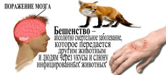 бешенство.jpg