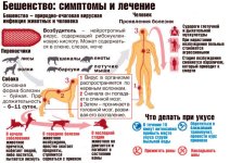 zarazhenie-beshenstvom-ot-koshki2-728x517.jpg