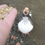 Happy_goose.jpg