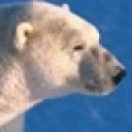 Polar_Bear