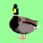 Migrant duck