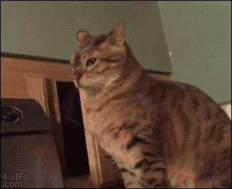 a0f7ef82403369a3caf8b3dc325.gif