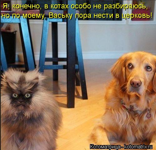 kotomatritsa_0o.jpg