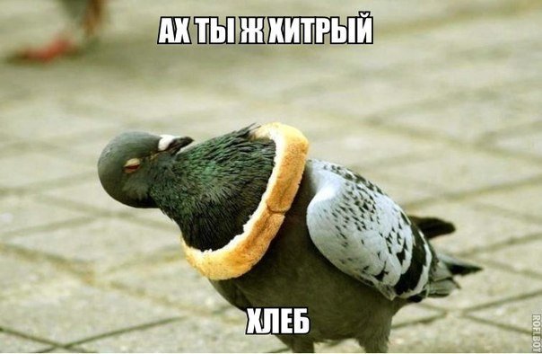 255072_original.jpg