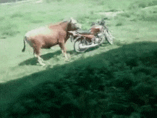 tumblr_mtpcqnihOd1qzft56o1_400.gif