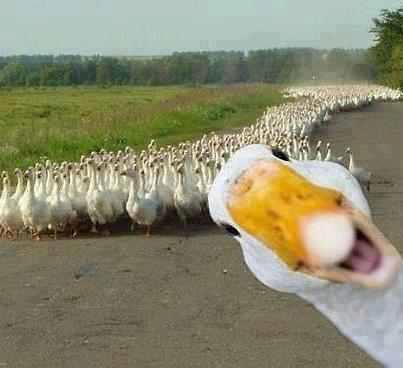 Funny+Duck.jpg