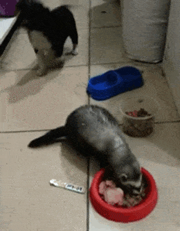 gifs_07.gif