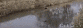 gifs_06.gif