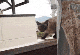 tumblr_inline_mloizfQcoN1qz4rgp.gif