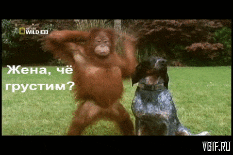 vgif-ru-13549.gif
