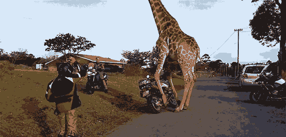 giphy.gif