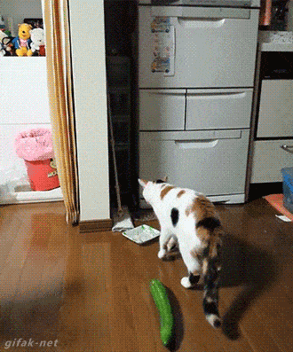 1436380128_612743641.gif