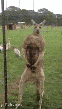 tumblr_n0j5p7jIAj1s2yegdo1_250.gif