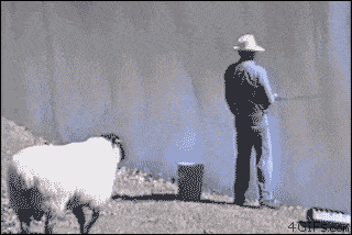 164490_600.gif