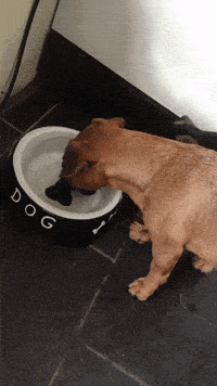 200w.gif