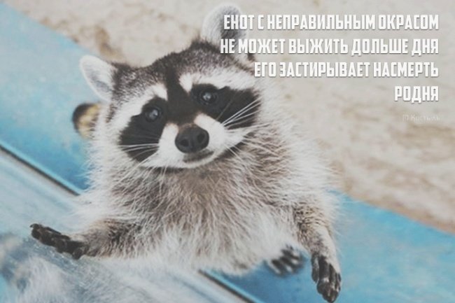 1398425035_poroshki-1.jpg