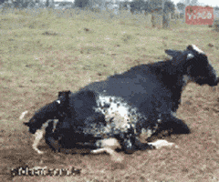 167893_600.gif