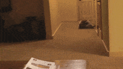 1397170784_gifs_16.gif