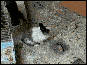 13326754437883.gif