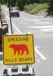 bear-sign-car-web.jpg