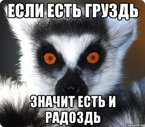 lemur_29326009_orig_.jpeg