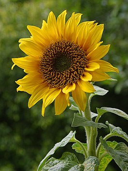 265px-A_sunflower.jpg